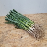 Image de Poireaux d'HIVER à repiquer 50pcs