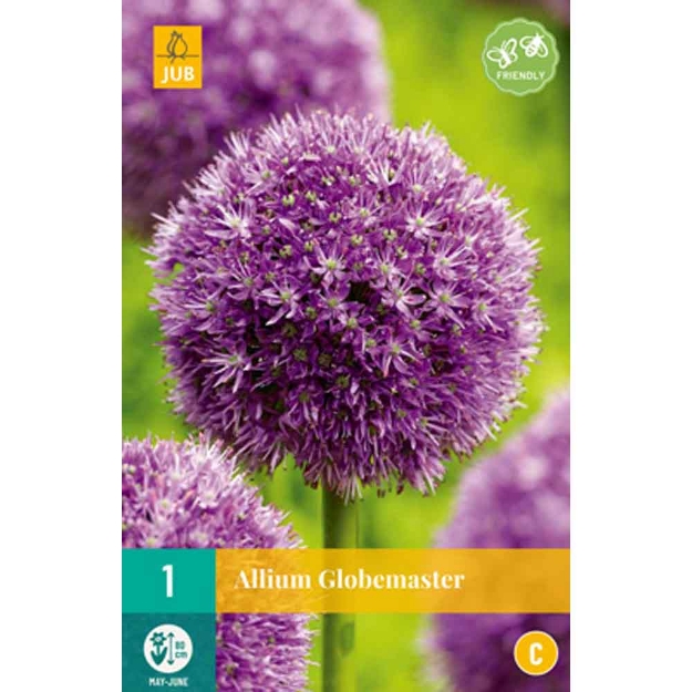Image de 1 allium globemaster calibre : 18/20
