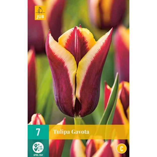 Image de 7 tulipes gavota calibre : 11/12