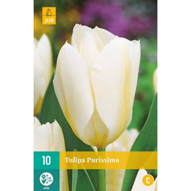 Image de 10 tulipes purissima calibre : 11/12