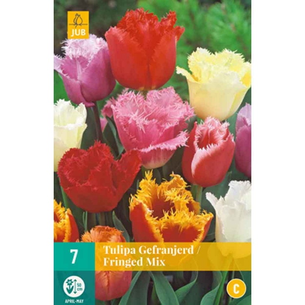 Image de 7 bulbes tulipes frangees mi11/12