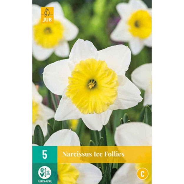 Image de 5 narcisses ice follies calibre : 12/14