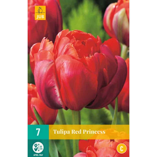 Image de 7 bulbes tulipes red princess 11/12