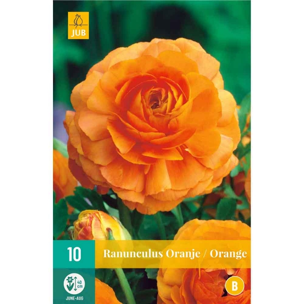 Image de 10 bulbes de fleurs de ranunculus orange
