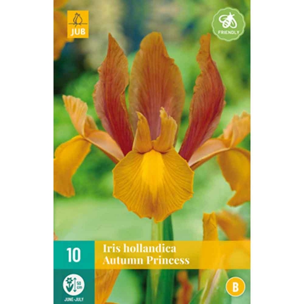 Image de 10 bulbes iris hollandica autumn princess 7/8