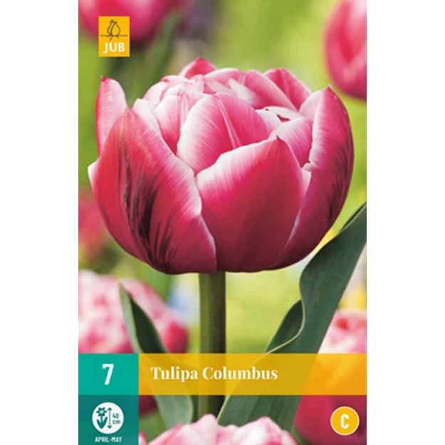 Image de 7 tulipes columbus calibre : 11/12