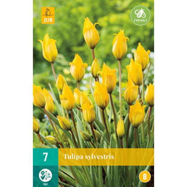 Image de 7 tulipes sylvestris calibre : 5/6