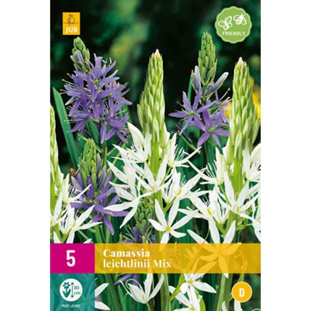 Image de 5 camassia leichtlinii micalibre : 12/14