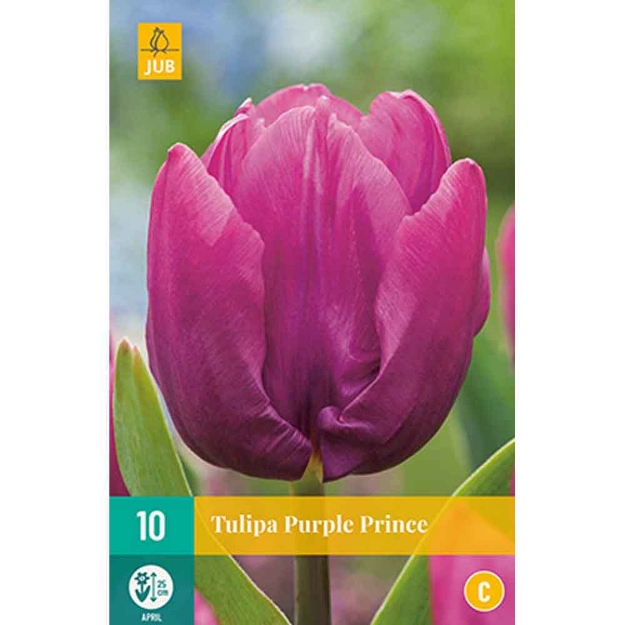 Image de 10 tulipes purple prince calibre : 11/12