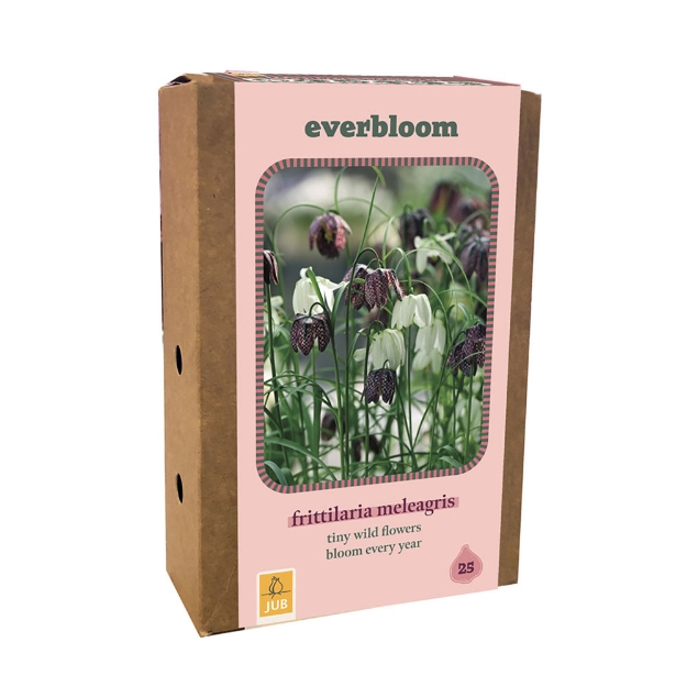 Image de 1 BOITE 25 EVERBLOOM FRITILLARIA MELEAGRIS 6/7