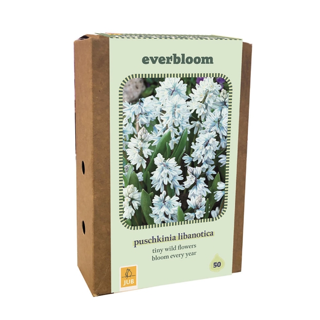 Image de 1 BO50 EVERBLOOM PUSCHKINIA LIBANOTICA 6/7