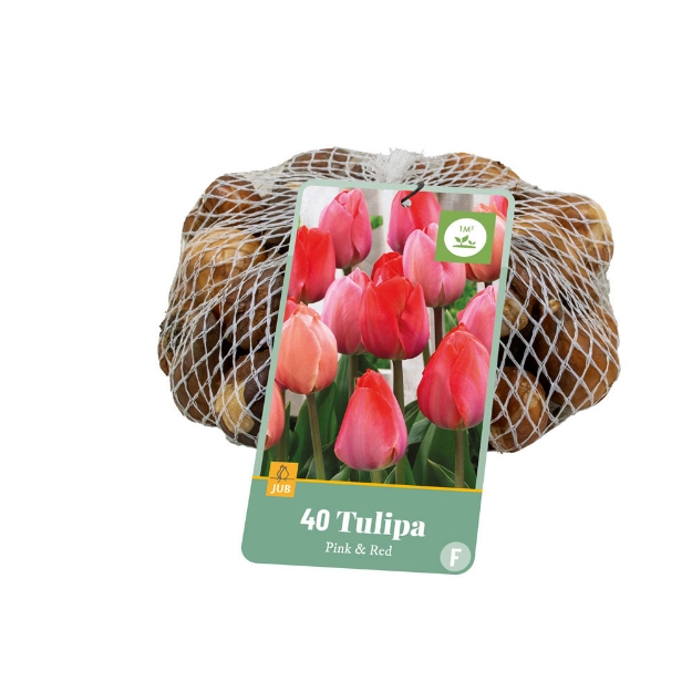 Image de 40 TULIPES ROSE & ROUGE 11/12