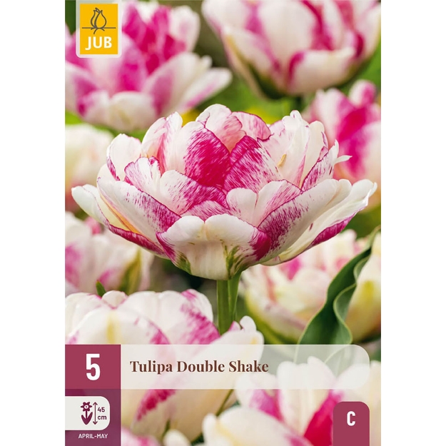 Image de 5 TULIPA DOUBLE SHAKE 11/12