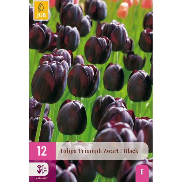 Image de 12 TULIPA TRIOMPHE NOIR 11/12
