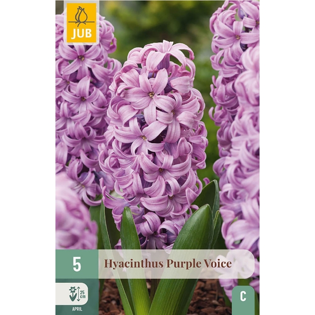 Image de 5 JACINTHES PURPLE VOICE 15/16