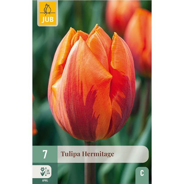 Image de 7 TULIPES HERMITAGE 10/11