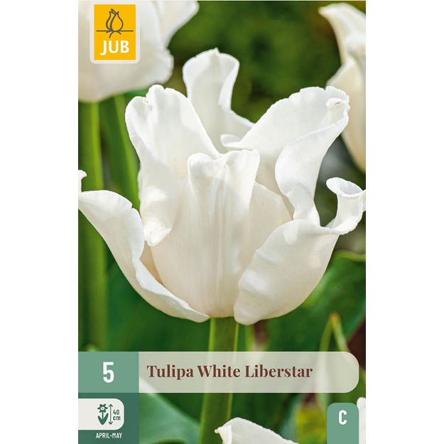 Image de 5 TULIPES WHITE LIBERSTAR 10/11