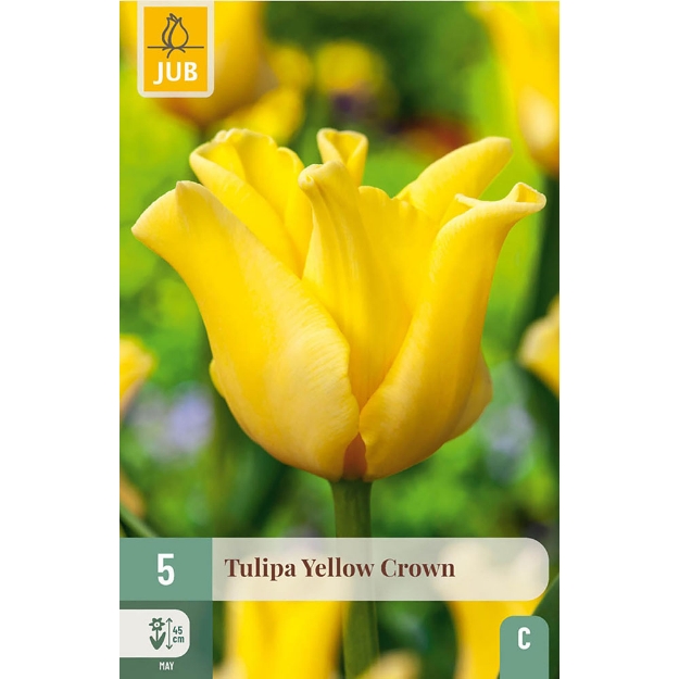 Image de 5 TULIPES YELLOW CROWN 11/12