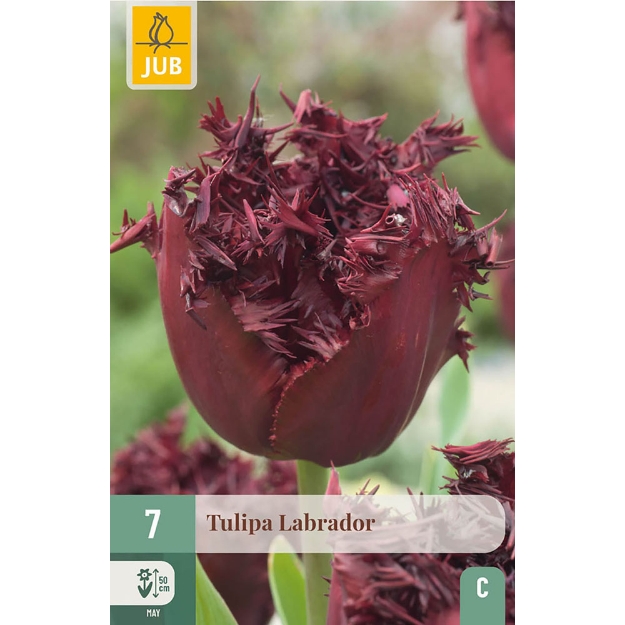 Image de 7 TULIPES LABRADOR 11/12