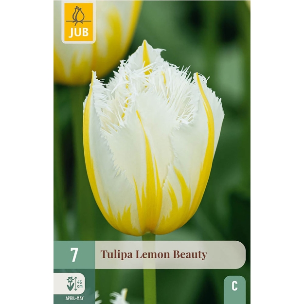 Image de 7 TULIPES LEMON BEAUTY 11/12