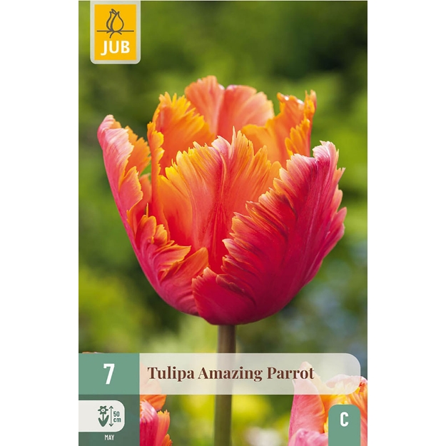 Image de 7 TULIPES AMAZING PARROT 11/12