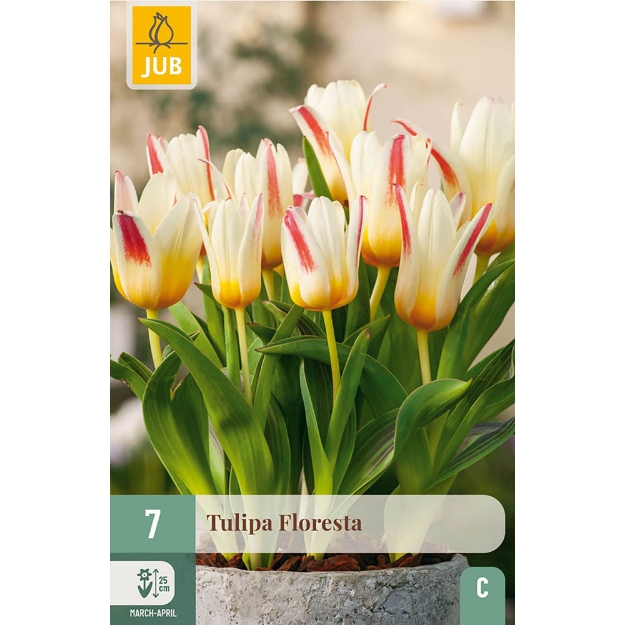 Image de 7 TULIPES FLORESTA 11/12