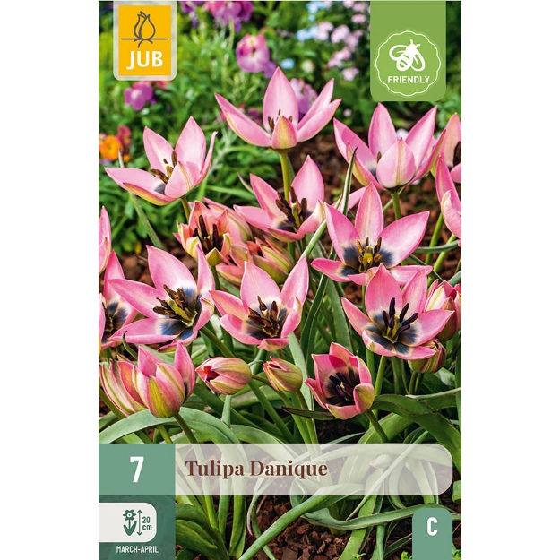 Image de 7 TULIPES DANIQUE 6/+