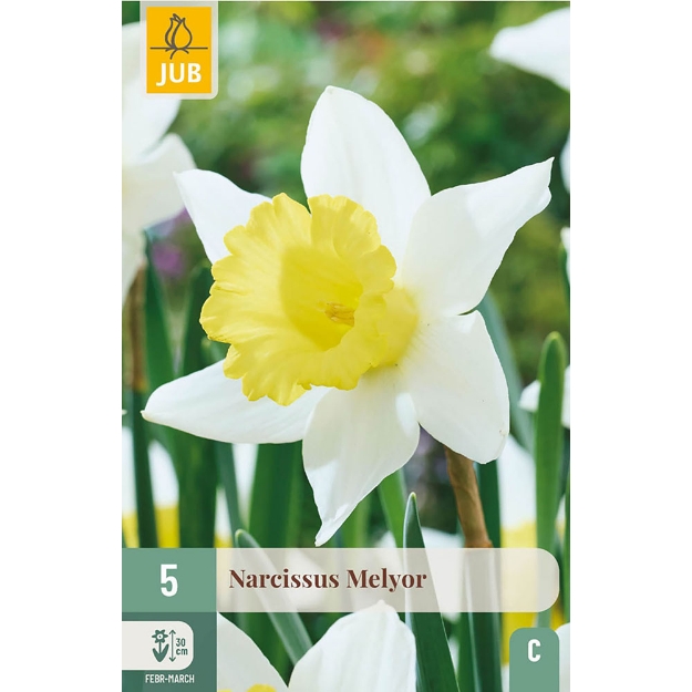 Image de 5 NARCISSES MELYOR 12/14