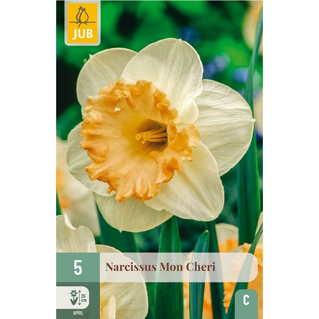 Image de 5 NARCISSES MON CHERI 10/12