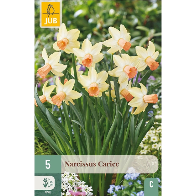 Image de 5 NARCISSES CARICE 12/14