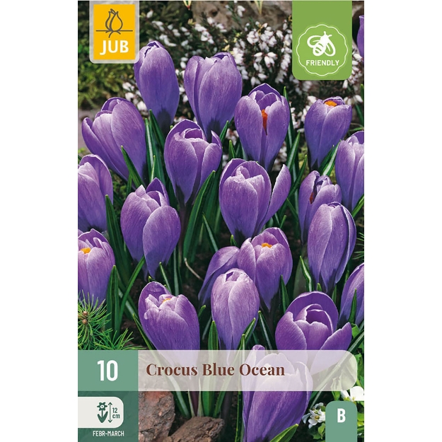 Image de 10 CROCUS BLUE OCEAN 8/9