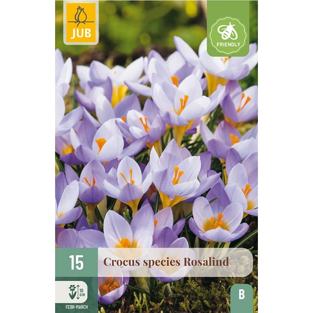 Image de 15 CROCUS ROSALIND 5/+