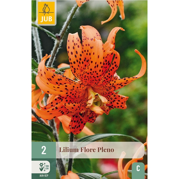 Image de 2 LILIUM FLORE PLENO 14/16
