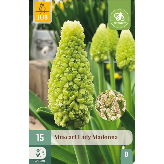 Image de 15 MUSCARI LADY MADONNA 7/8