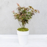 Image de Acer palm. 'Atropurpureum'