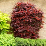 Image de Acer palm. 'Atropurpureum'