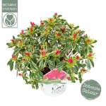 Image de Rhododendron 'Bollywood'® (PBR)