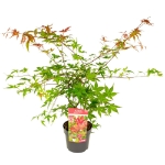 Image de Acer palm. 'Beni-maiko'