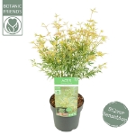 Image de Acer palm. 'Butterfly'