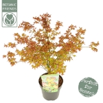 Image de Acer palm. 'Little Princess'