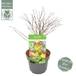 Image de Acer palm. 'Little Princess'