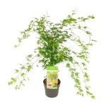 Image de Acer palm. 'Emerald Lace'