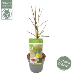 Image de Acer palm. 'Emerald Lace'