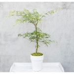 Image de Acer palm. 'Emerald Lace'