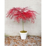 Image de Acer palm. 'Emerald Lace'