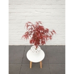 Image de Acer palm. 'Pevé Dave'