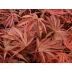 Image de Acer palm. 'Pevé Dave'