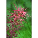 Image de Acer palm. 'Pevé Dave'