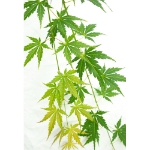 Image de Acer palm. 'Cascade Emerald' (PBR)