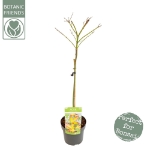 Image de Acer palm. 'Little Princess'